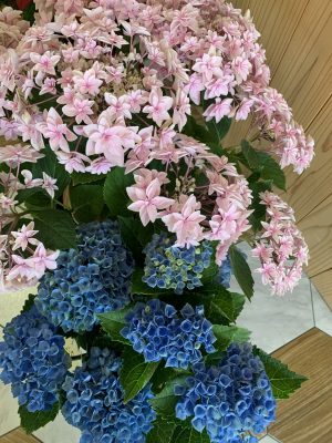 24c83c5b-ef83-490f-9bbd-36f4853d1e76