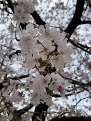 img_0413